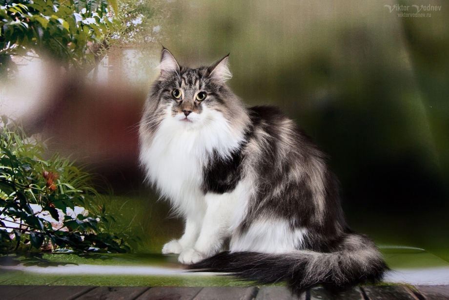 Норвежская Лесная кошка питомник