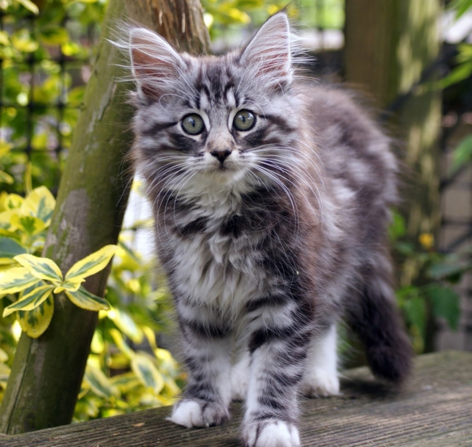 Норвежский Лесной кот