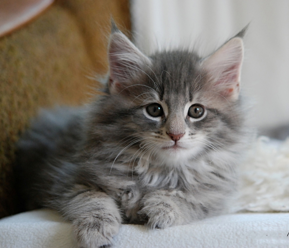 Норвежская Лесная кошка котята