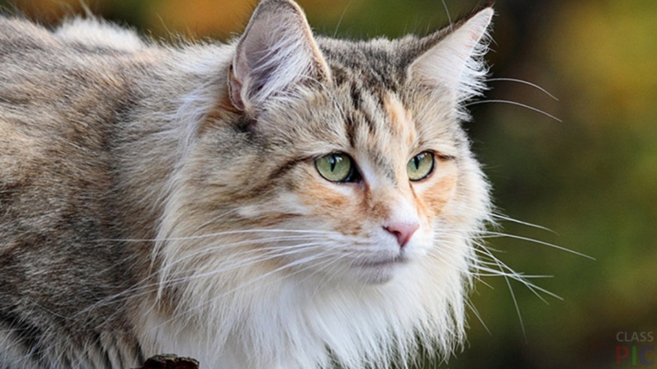 Норвежская Лесная кошка короткошерстная
