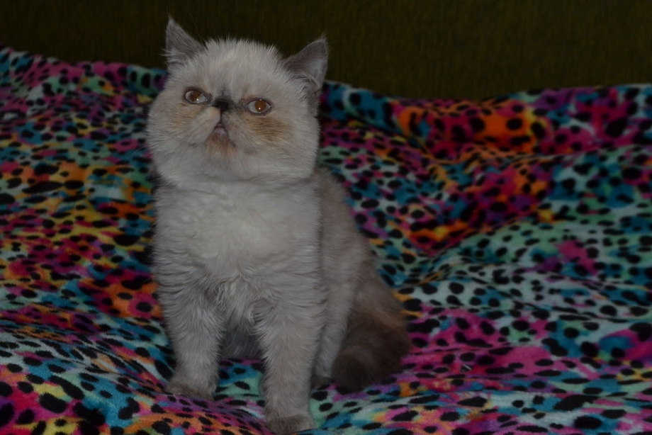 Экзоты котята Блю поинт