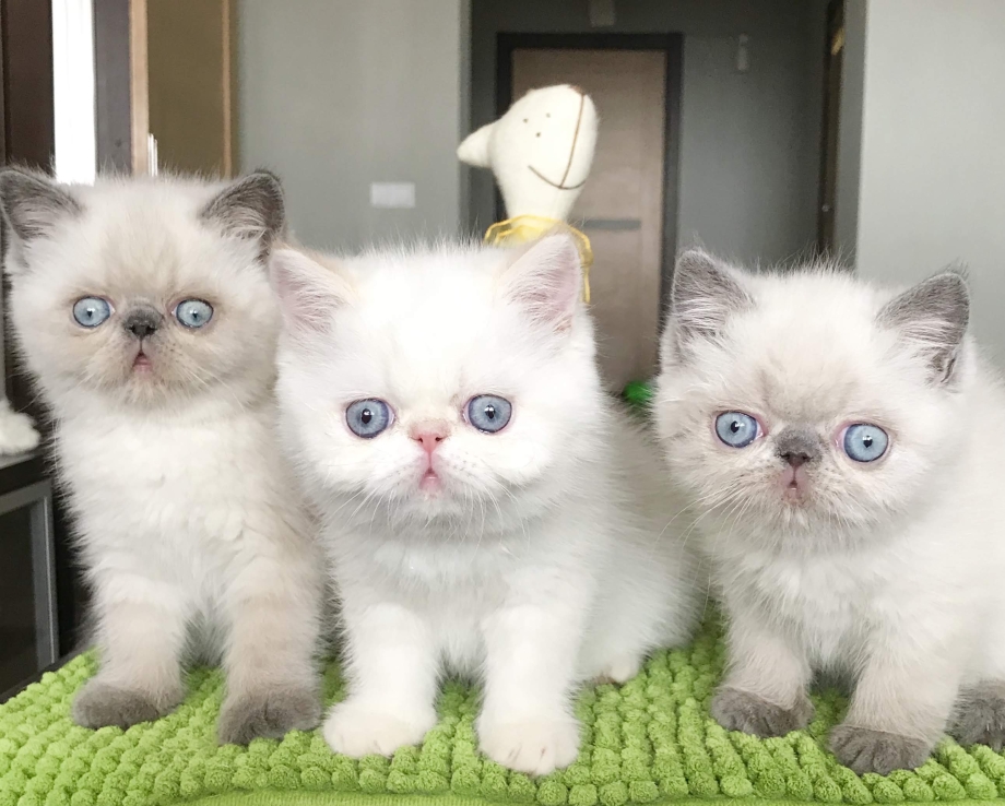 Купить котенка экзотического короткошерстного Чувашия