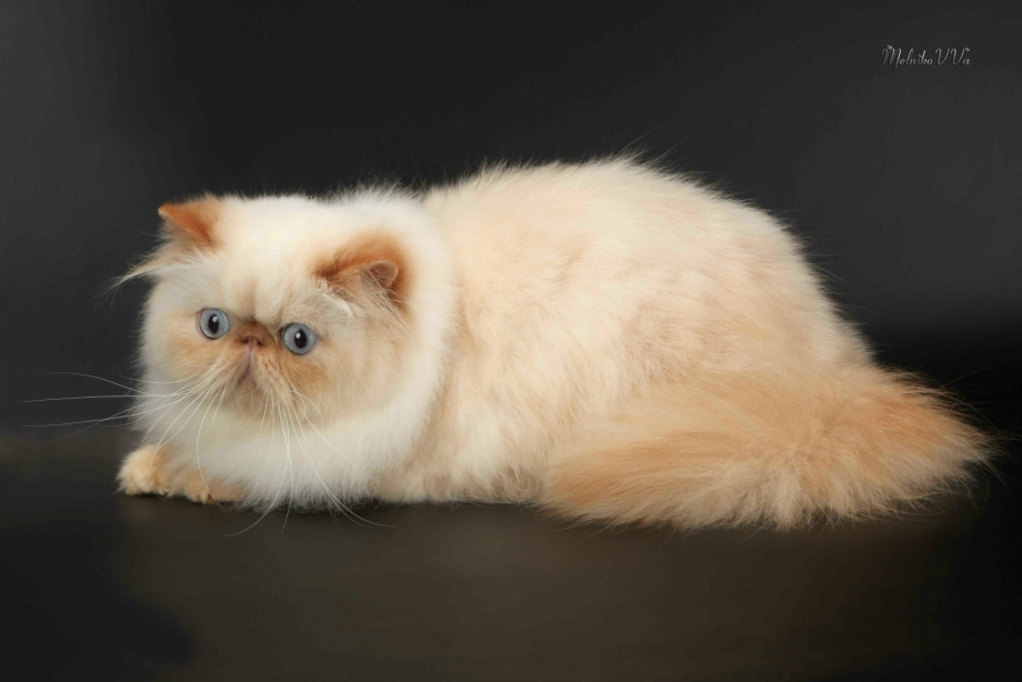 Гималайская Персидская кошка