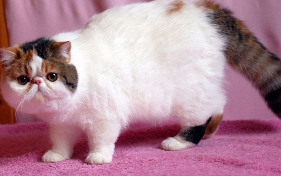 Экзот кошка