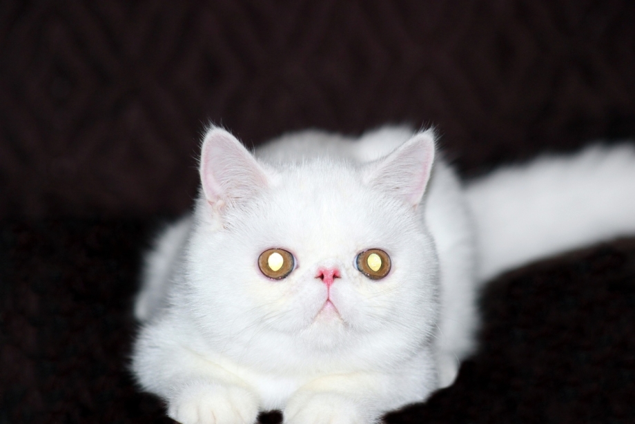 Персидская кошка