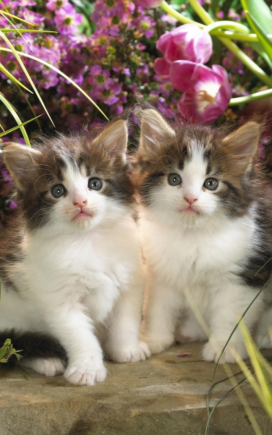 Четыре котенка