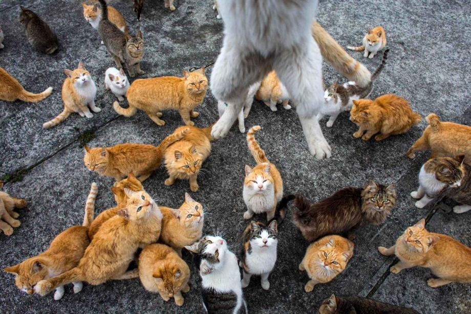 Котики живые