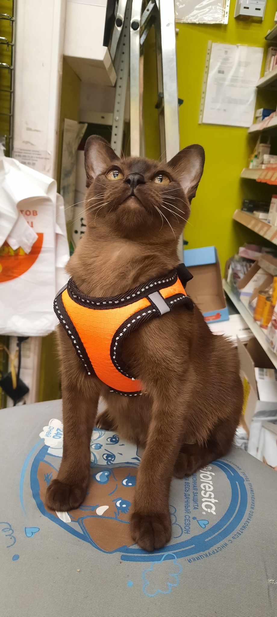 Живые котята