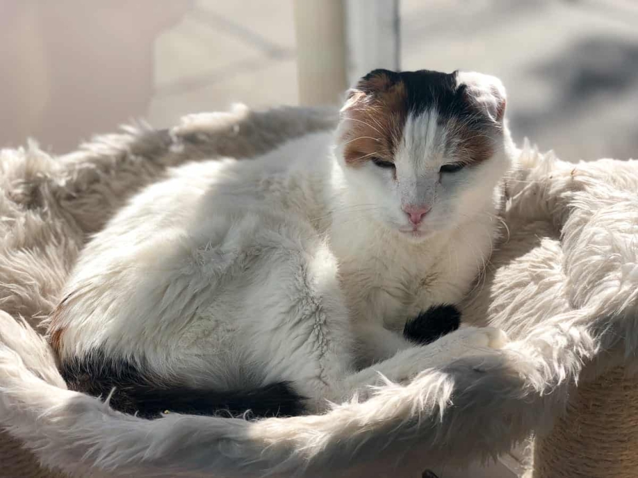Персидские котята много