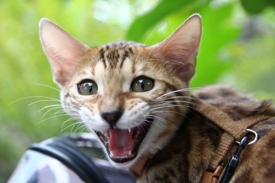 Котятки на природе