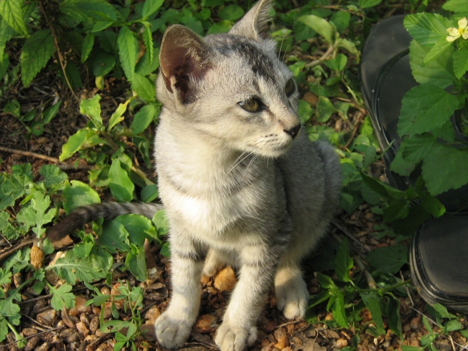 Обои котята