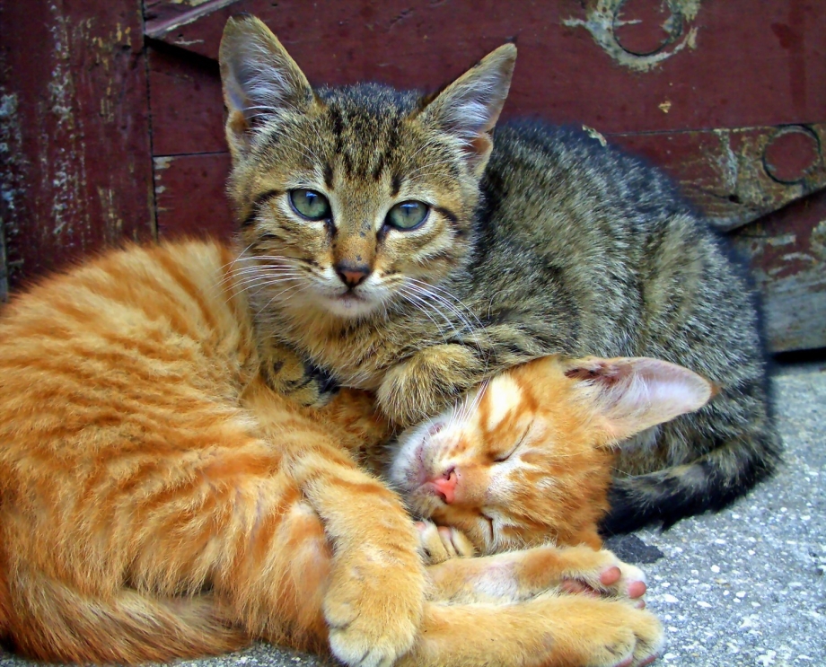 Кошечка Живая