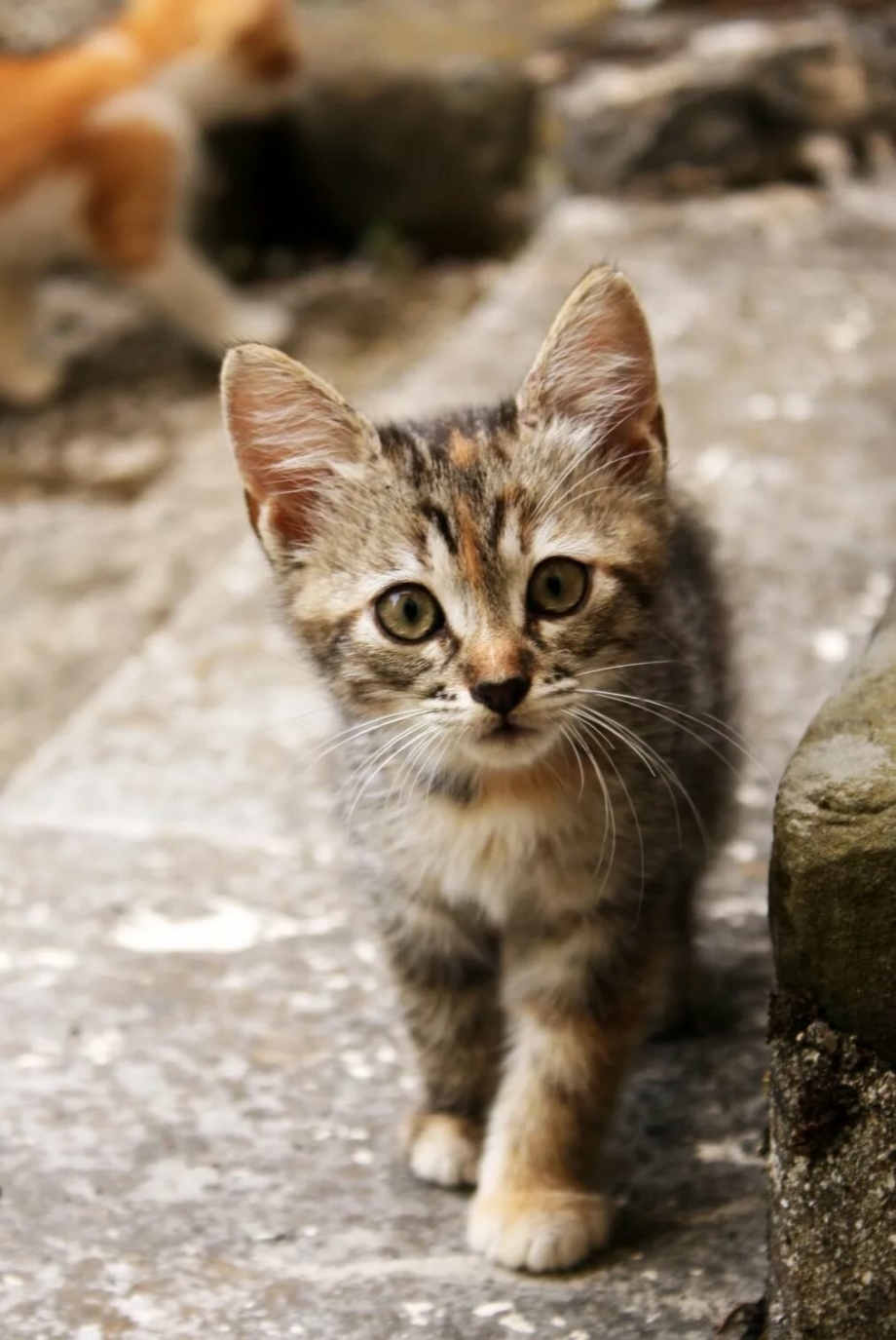 Кошечка Живая