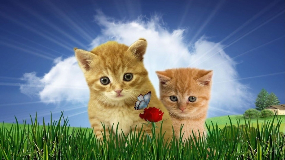 Фон с котятами