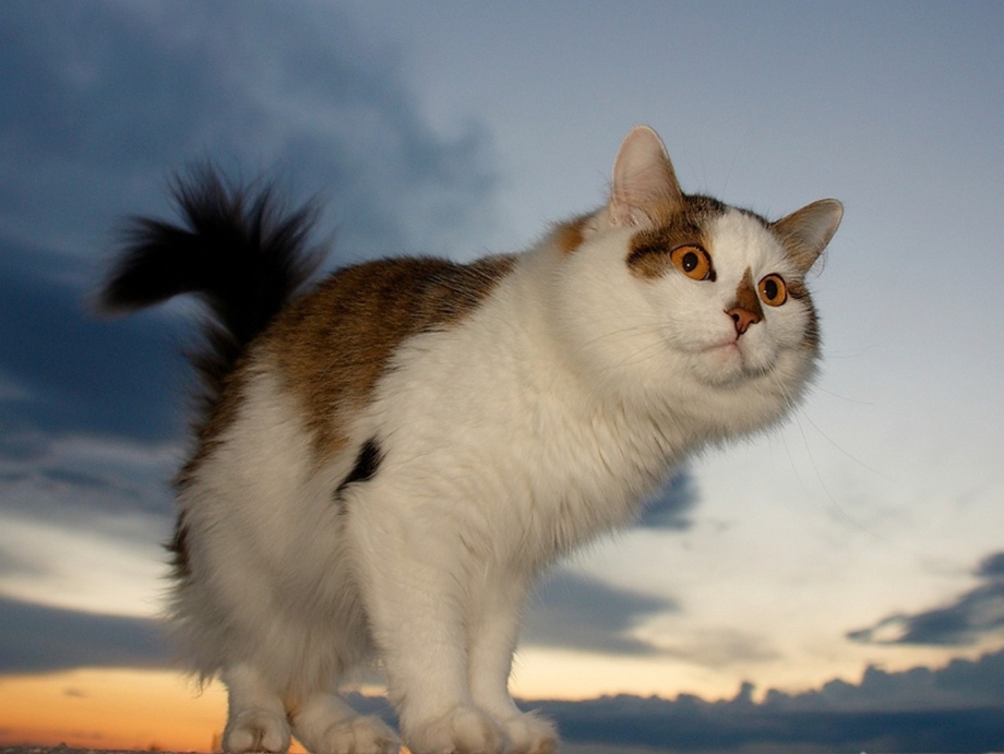 Кошечка Живая