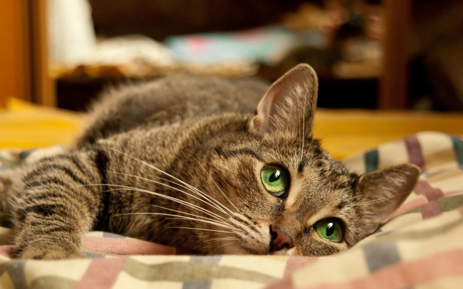 Снятся ли кошкам сны