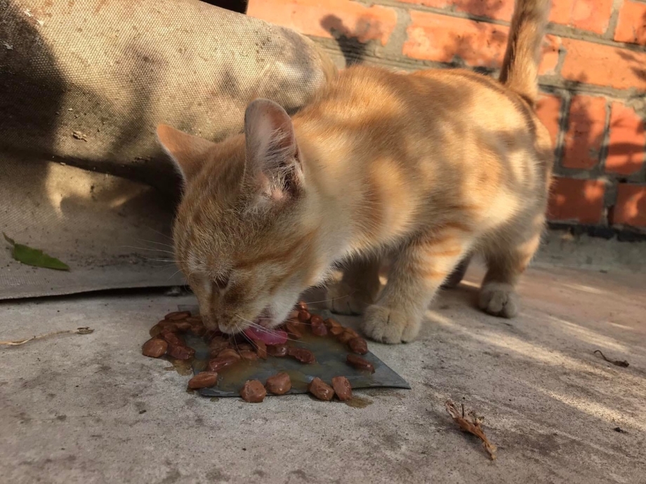 Котики гиф