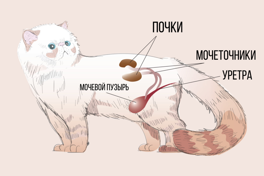 Кот ест корм