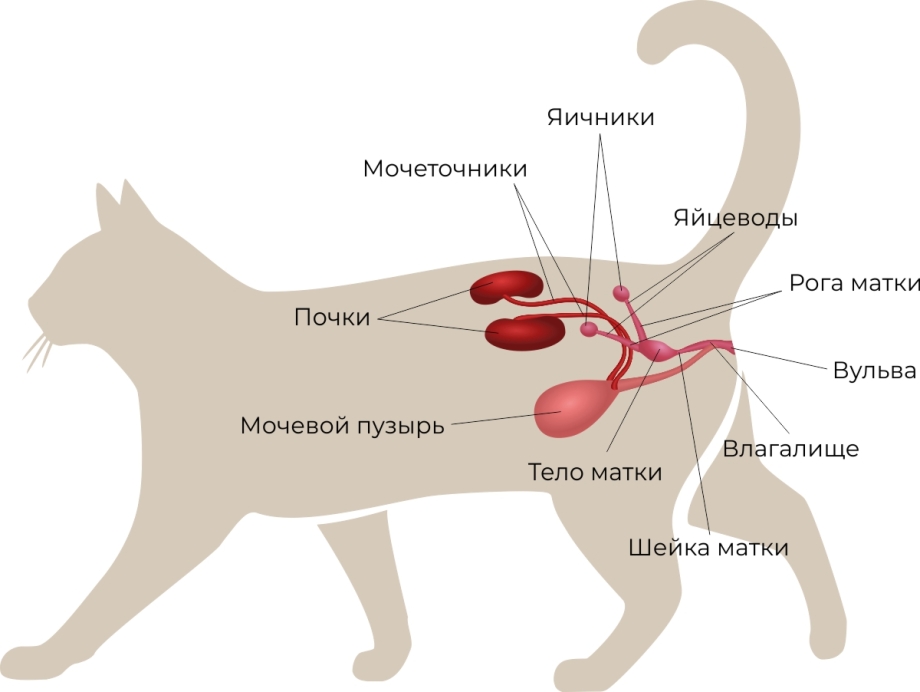Почечная недостаточность у кота