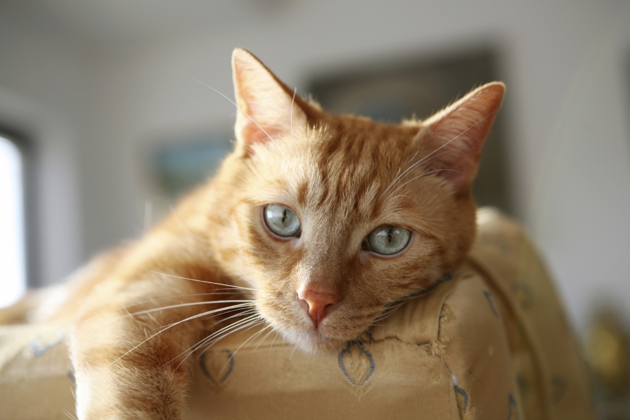 Ветеринар с кошкой