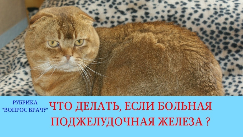 Панкреатит у кошек симптомы