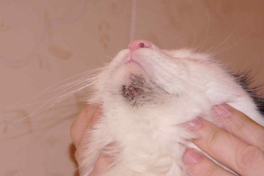 Рыжий кот со спины