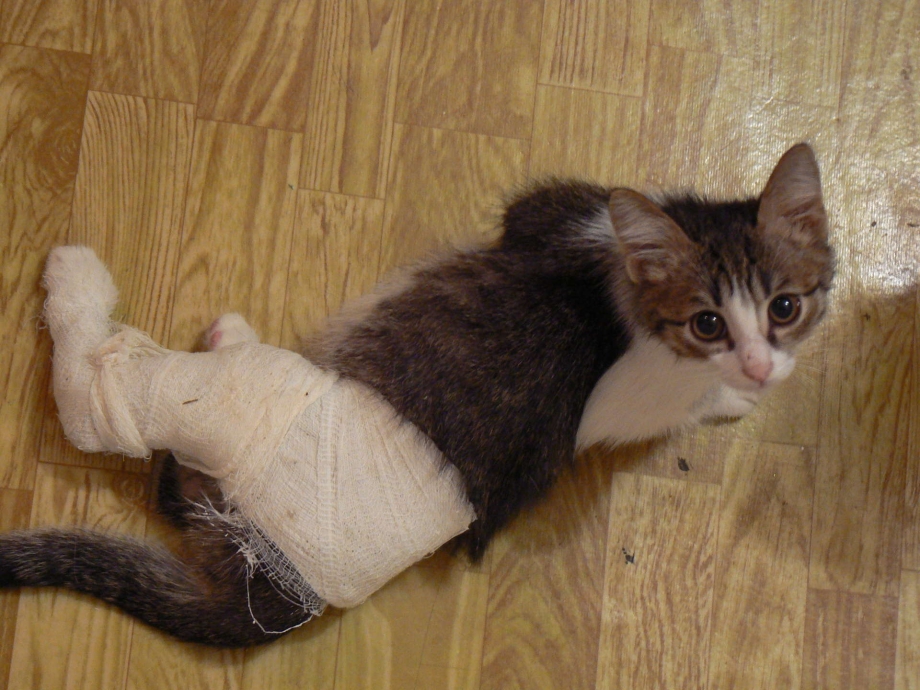 Лишайные проплешины у кошек