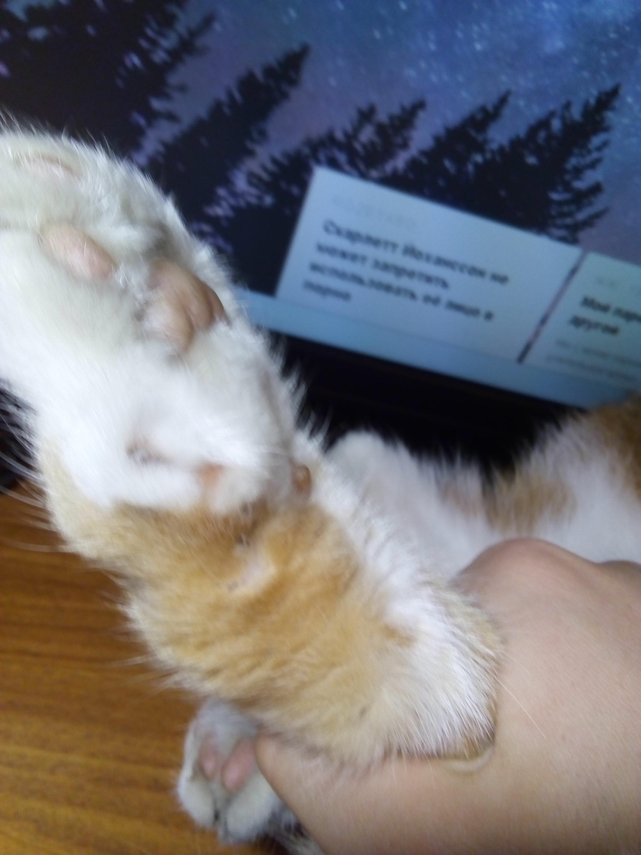 Котенок у ветеринара