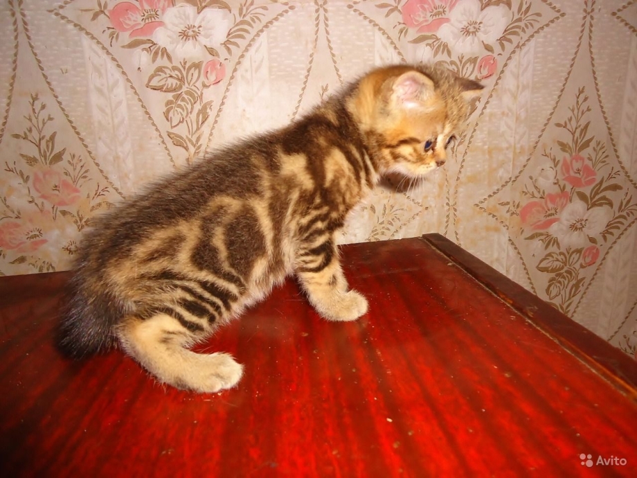 Котята мрамор шоколадный