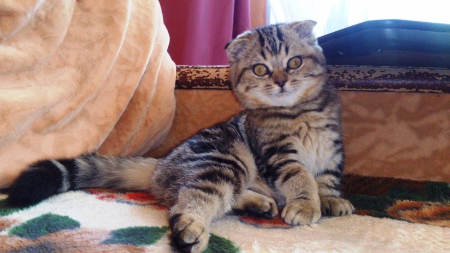 Кошки черный мрамор на золоте