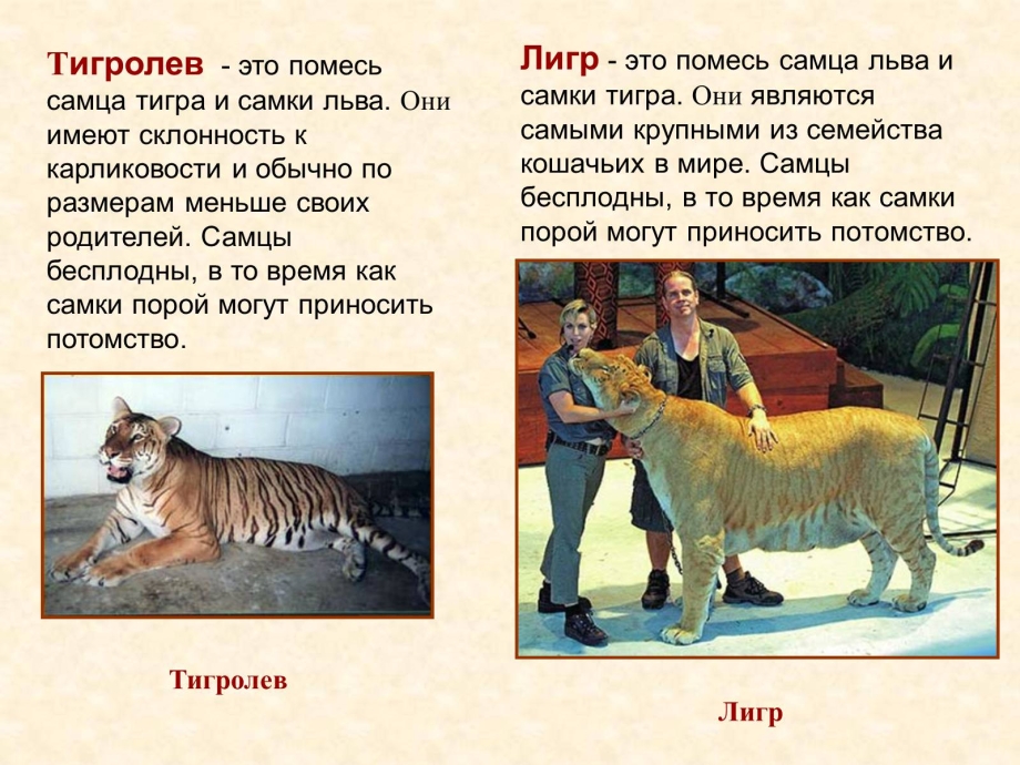 Тигр с тигренком