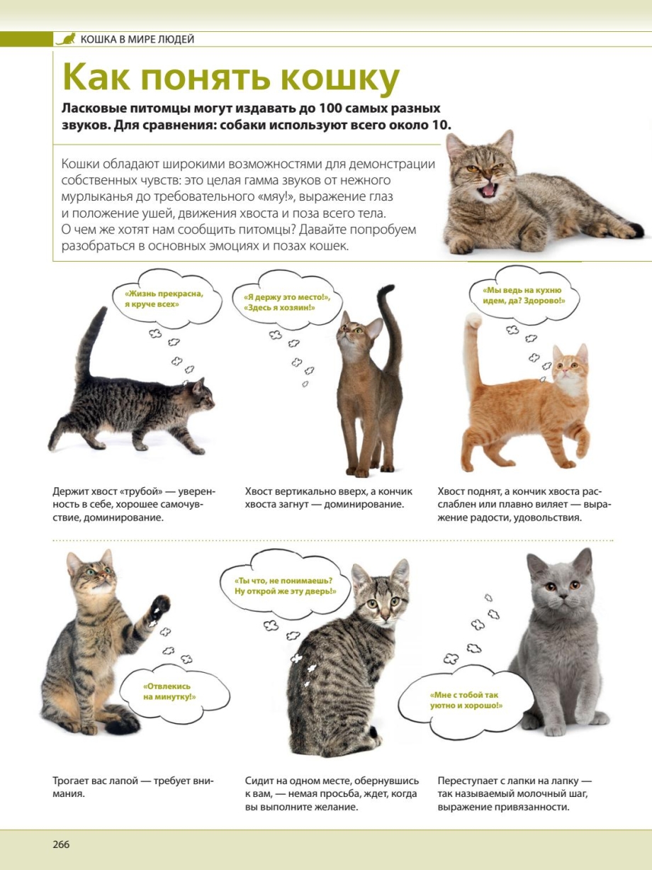 Короткошерстная кошка тянется