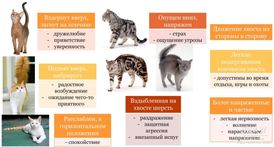 Чаузи кошка вес