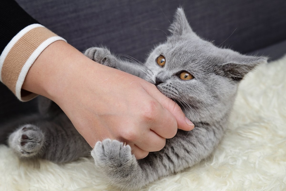 Сибирские котята и коты