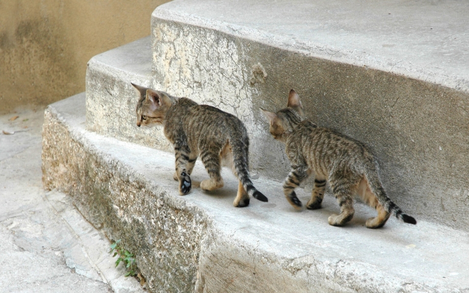 Приколы про дворового кота)