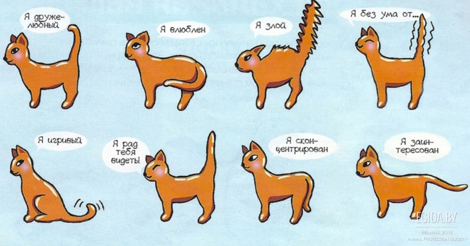 Японский Крысолов кошка фото