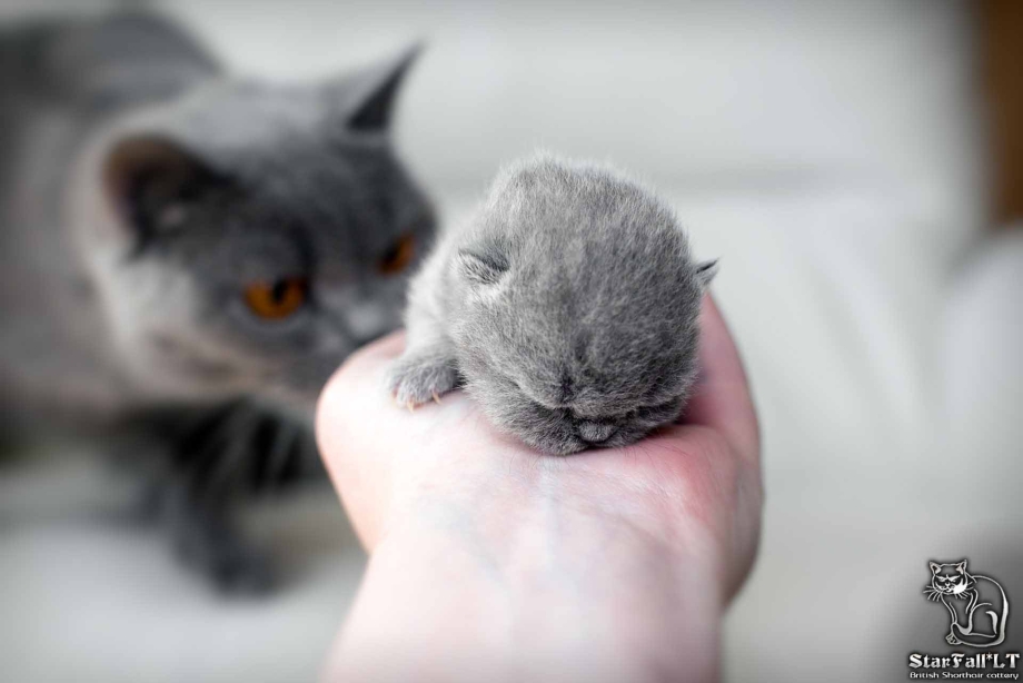 Хорошенькие кошки