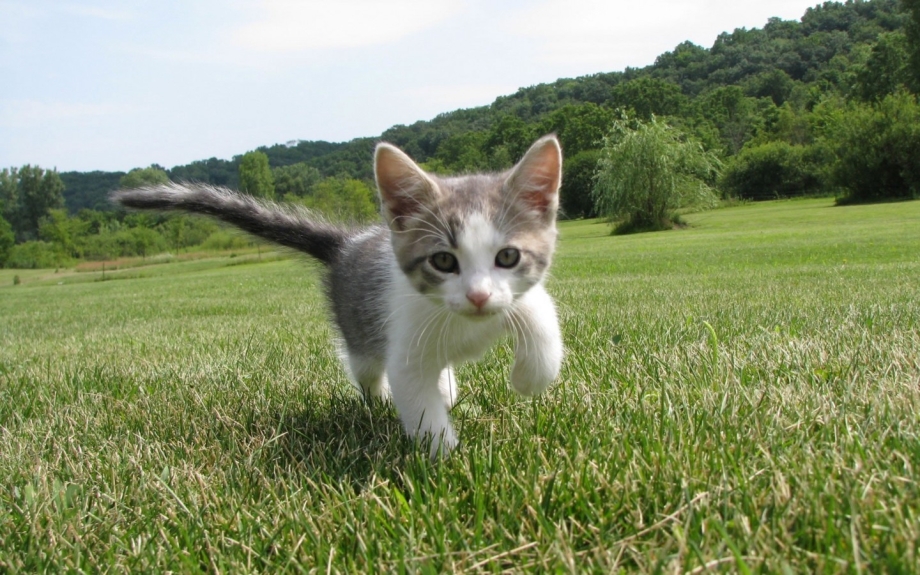 Котенок крошка
