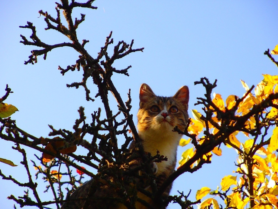 Котёнок и клубок