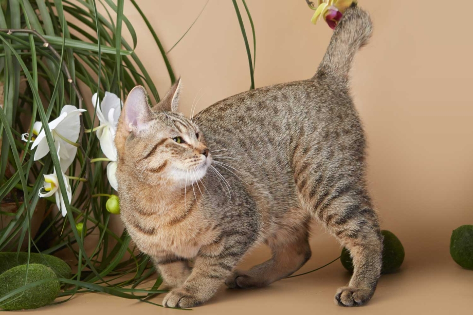 Милый котенок наклон