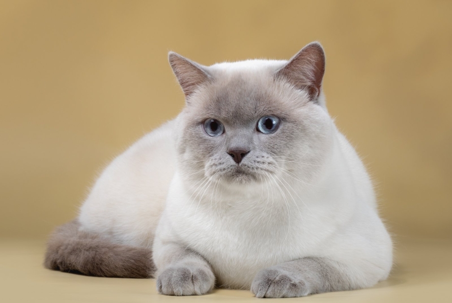 Британский кот колор Пойнт
