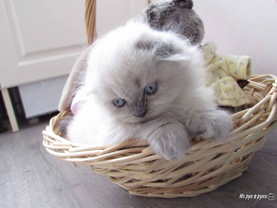 Блю Пойнт вислоухие котята