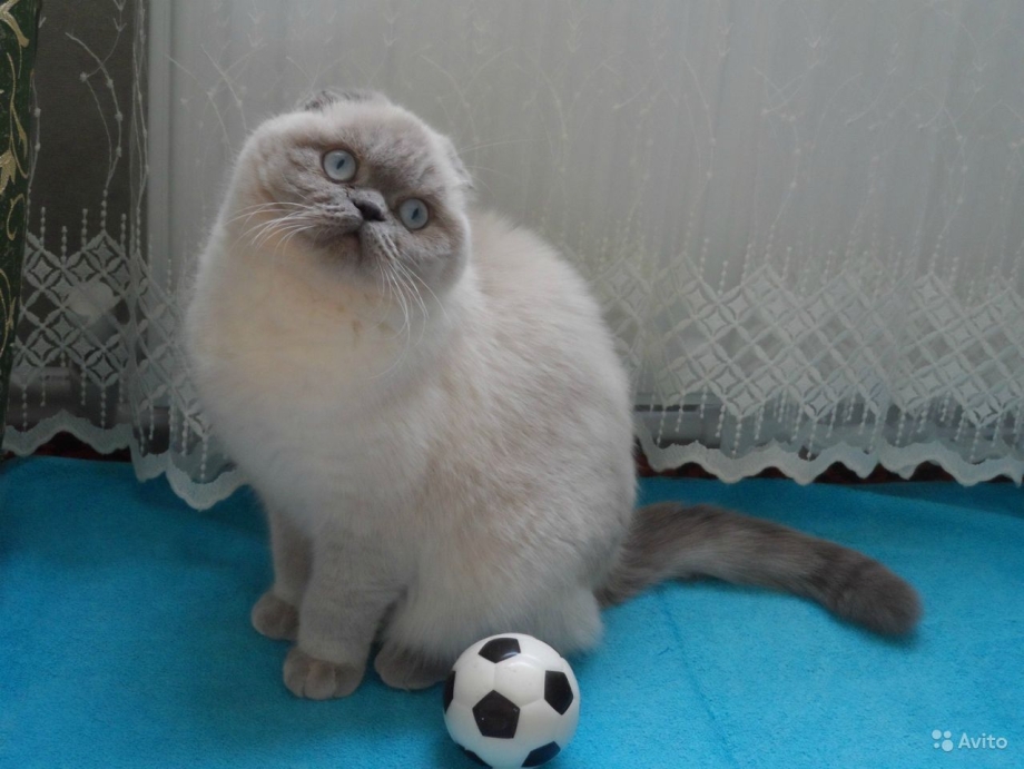Скотишфолд Блю поинт