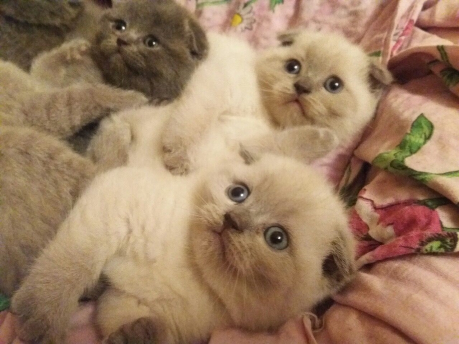 Блю Пойнт вислоухие котята
