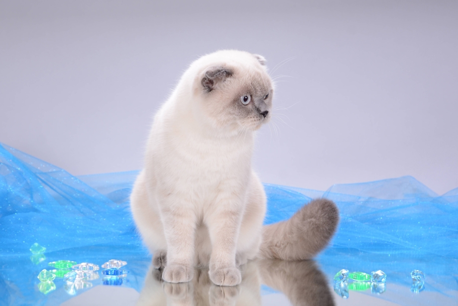 Блю поинт шотландский вислоухий котенок