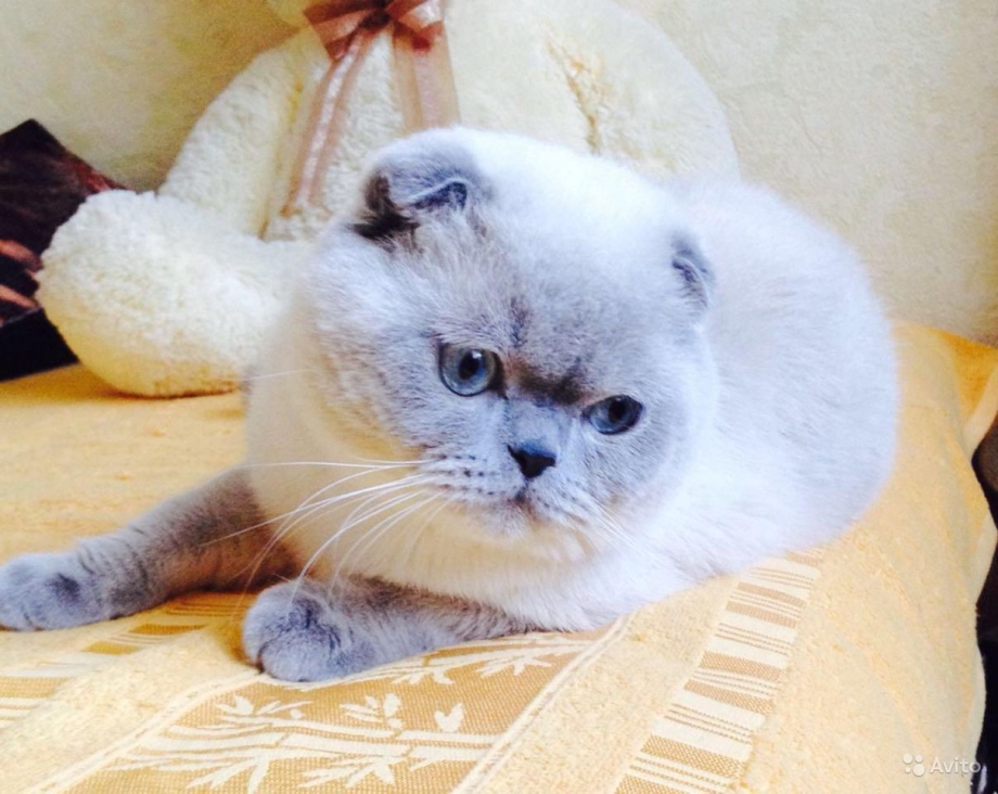 Блю поинт шотландский вислоухий кот