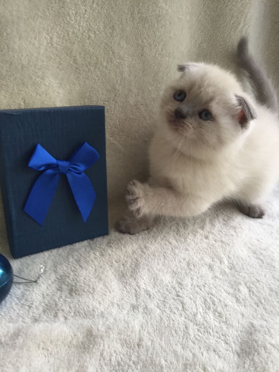 Шотландский кот с бантом