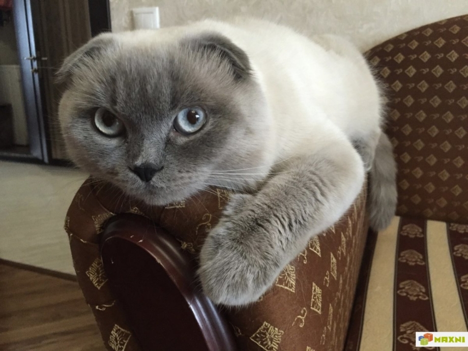 Кот Блю Пойнт вислоухий