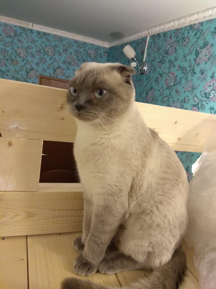 Шотландская вислоухая кошка окрас Блю поинт