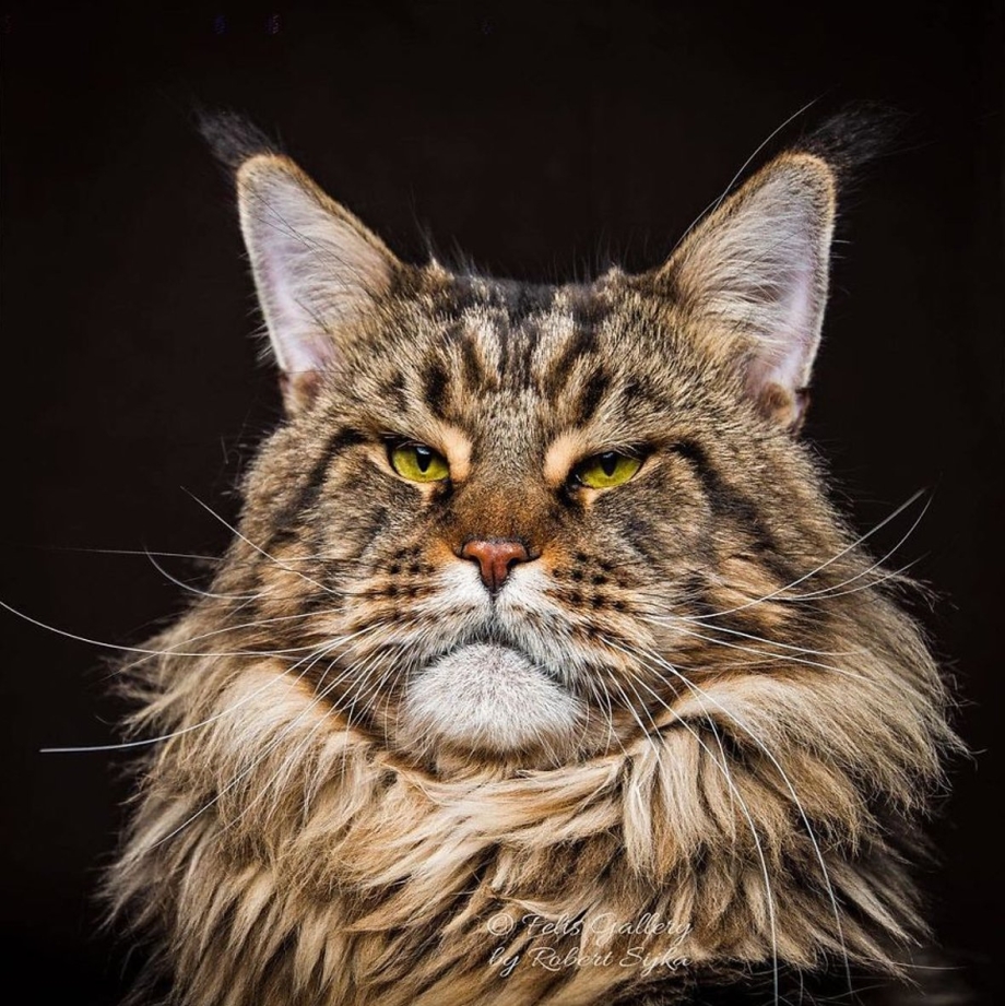 Коты Мейн куны